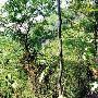 Woods, Cliff