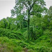 Kudzu