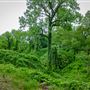Kudzu